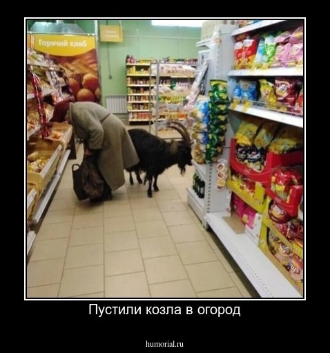 Пустили козла в огород