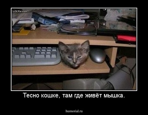 Тесно кошке, там где живёт мышка.
