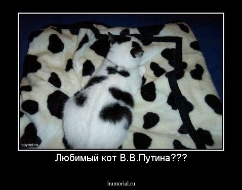 Любимый кот В.В.Путина???
