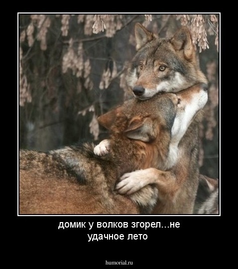 домик у волков згорел...не удачное лето