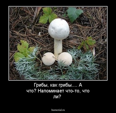 Грибы, как грибы.... А что?                                       Напоминает что-то, что ли?