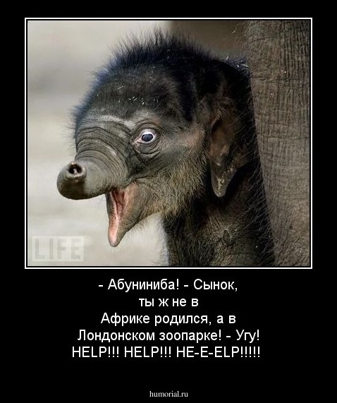 - Абуниниба!
- Сынок, ты ж не в Африке родился, а в Лондонском зоопарке!
- Угу! HELP!!! HELP!!! HE-E-ELP!!!!!