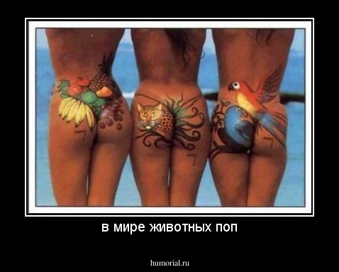 в мире животных поп