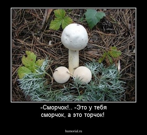 -Сморчок!.. -Это у тебя сморчок, а это торчок!