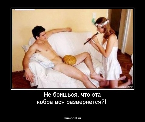 Не боишься, что эта кобра вся развернётся?!
