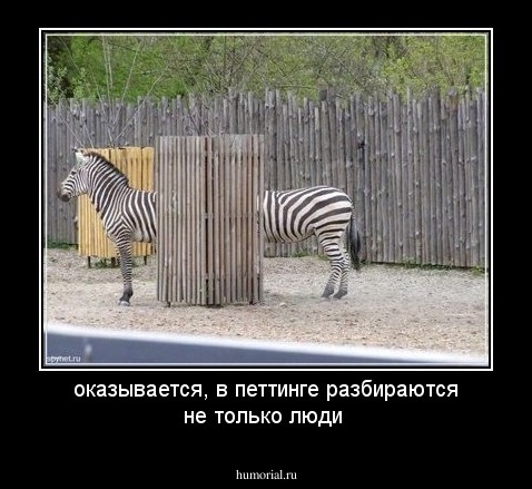 оказывается, в петтинге разбираются не только люди