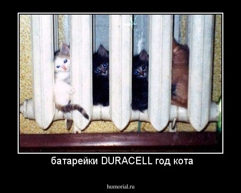  батарейки DURACELL год кота