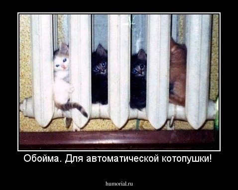 Обойма. Для автоматической котопушки!