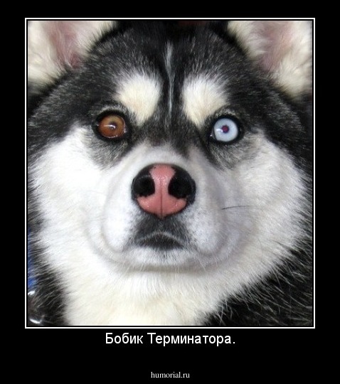 Бобик Терминатора.