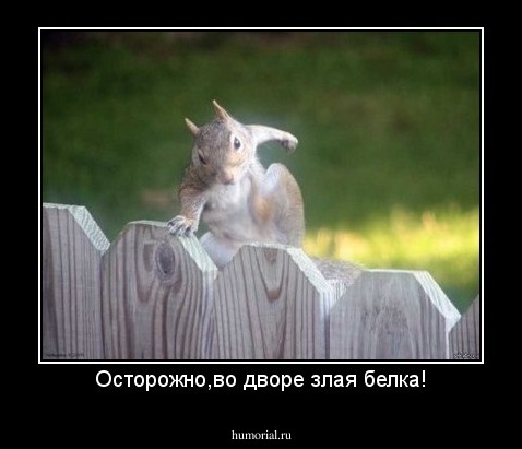 Осторожно,во дворе злая белка!