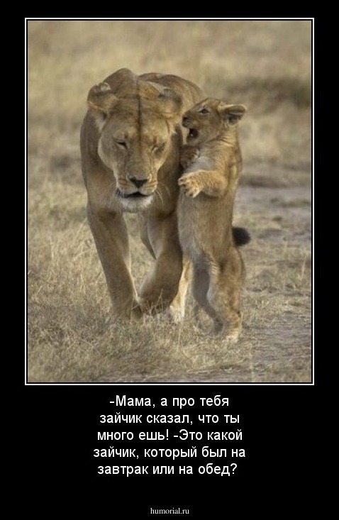 -Мама, а про тебя зайчик сказал, что ты много ешь!
-Это какой зайчик, который был на завтрак или на обед? 