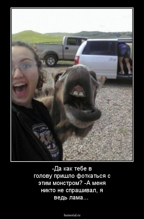 -Да как тебе в голову пришло фоткаться с этим монстром? 
-А меня никто не спрашивал, я ведь лама... 