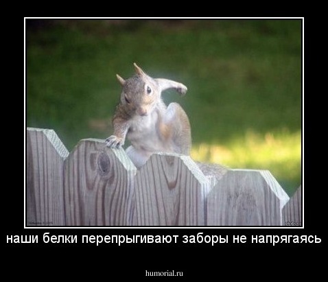наши белки перепрыгивают заборы не напрягаясь