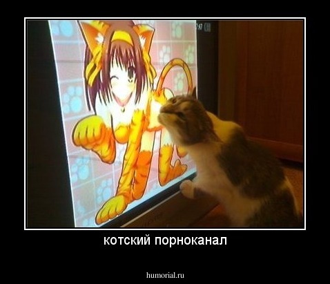 котский порноканал
