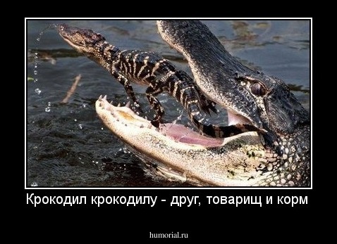 Крокодил крокодилу - друг, товарищ и корм 
