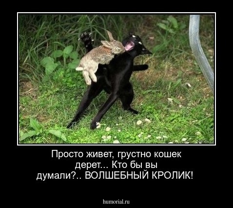 Просто живет, грустно кошек дерет...  Кто бы вы думали?.. ВОЛШЕБНЫЙ КРОЛИК!
