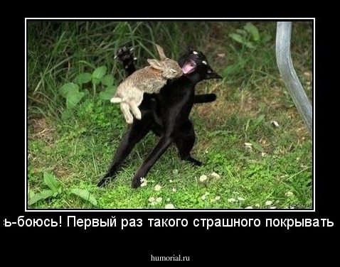 -Ой, боюсь-боюсь! Первый раз такого страшного покрывать придется!