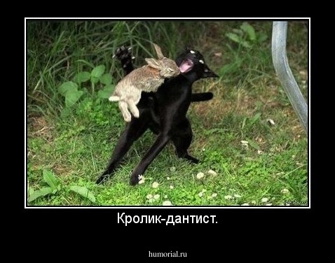 Кролик-дантист.