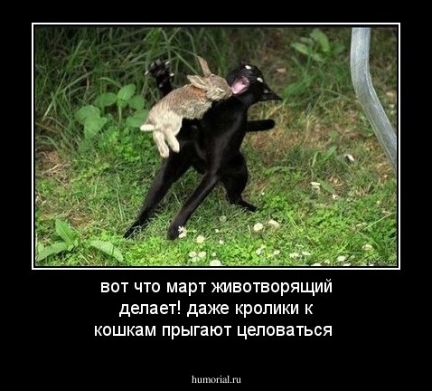 вот что март животворящий делает! даже кролики к кошкам прыгают целоваться