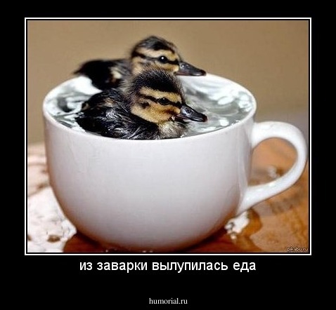 из заварки вылупилась еда