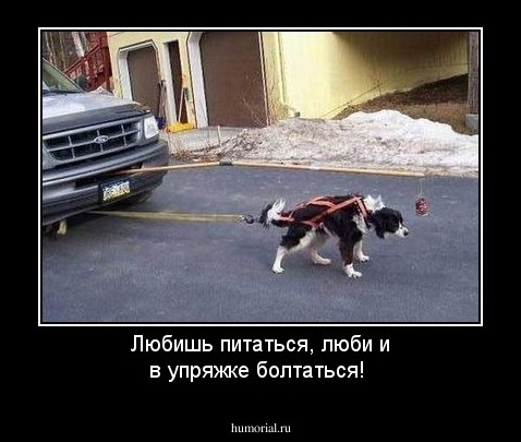 Любишь питаться, люби и в упряжке болтаться!