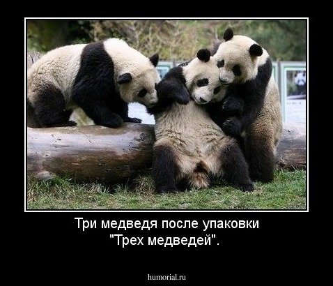 Три медведя после упаковки "Трех медведей".