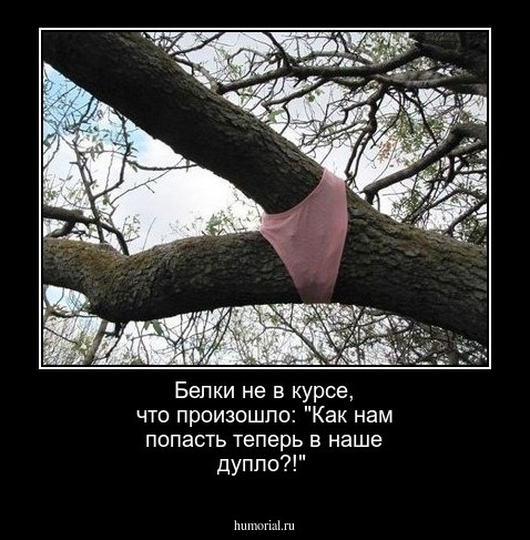 Белки не в курсе, что произошло: "Как нам попасть 
 теперь в наше дупло?!"