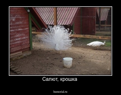 Салют, крошка 