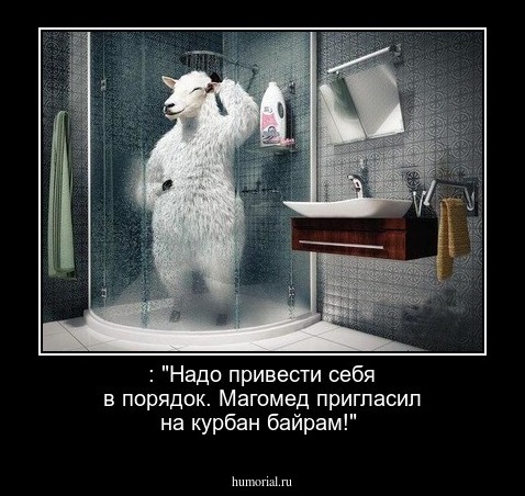  : "Надо привести себя в порядок.  Магомед пригласил на курбан байрам!"   