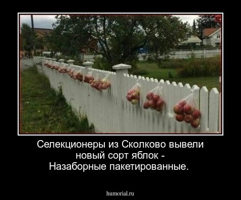 Селекционеры из Сколково вывели новый сорт яблок - Назаборные пакетированные.