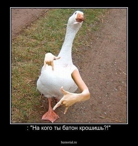 : "На кого ты батон крошишь?!"