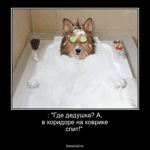: "Где дедушка? А, в коридоре на коврике спит!"