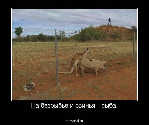  На безрыбье и свинья - рыба.
