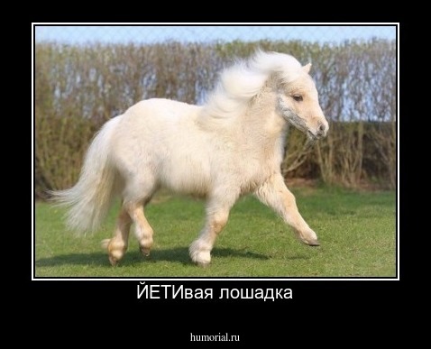 ЙЕТИвая лошадка