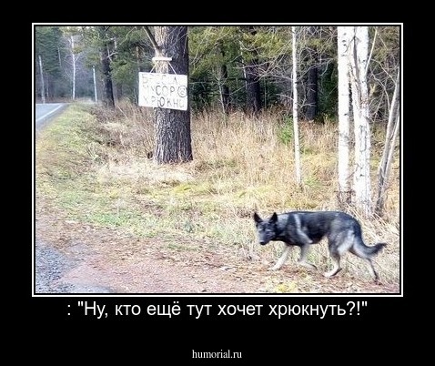  : "Ну, кто ещё тут хочет хрюкнуть?!"