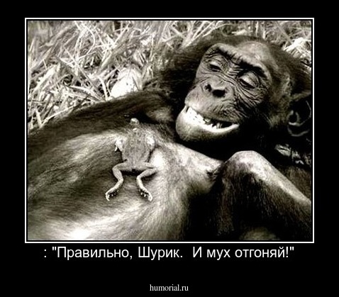  : "Правильно, Шурик.  И мух отгоняй!"