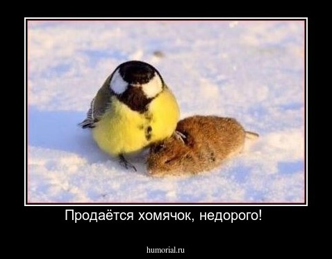Продаётся хомячок, недорого! 