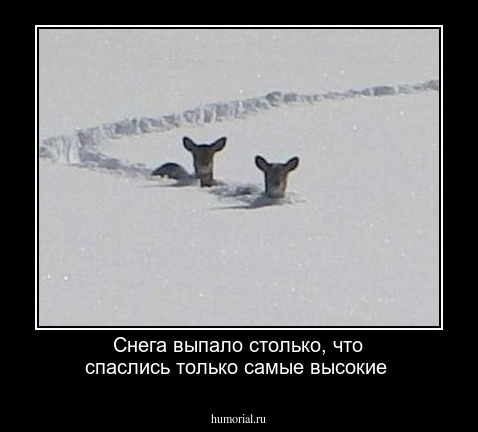 Снега выпало столько, что спаслись только самые высокие