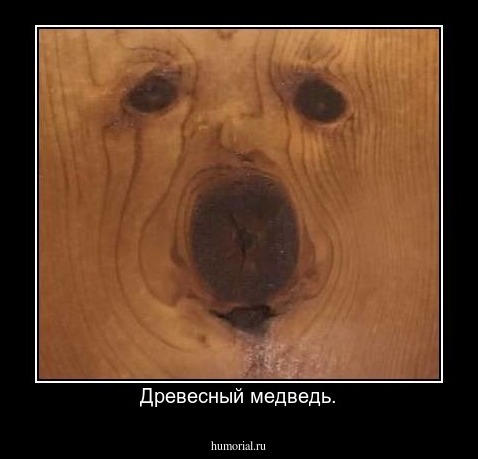 Древесный медведь.