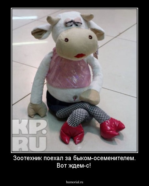 Зоотехник поехал за быком-осеменителем. Вот ждем-с!