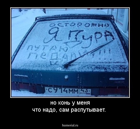 но конь у меня что надо, сам  распутывает.
