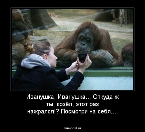 Иванушка, Иванушка... Откуда ж ты, козёл, этот раз нажрался!? Посмотри на себя...