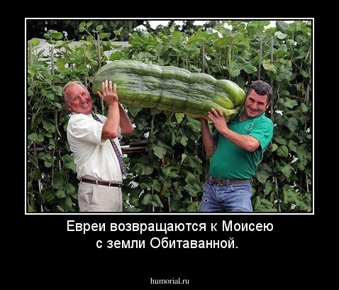 Евреи возвращаются к Моисею с земли Обитаванной.