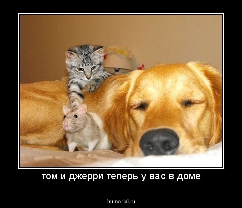 том и джерри теперь у вас в доме
