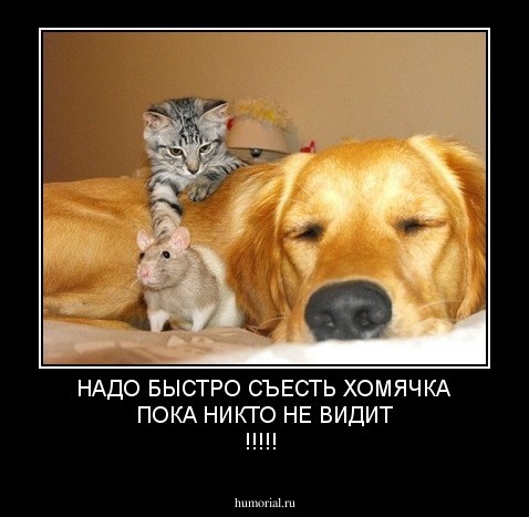 НАДО БЫСТРО СЪЕСТЬ ХОМЯЧКА ПОКА НИКТО НЕ ВИДИТ !!!!!