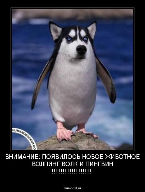 ВНИМАНИЕ: ПОЯВИЛОСЬ НОВОЕ ЖИВОТНОЕ ВОЛПИНГ ВОЛК И ПИНГВИН !!!!!!!!!!!!!!!!!!!!!!
