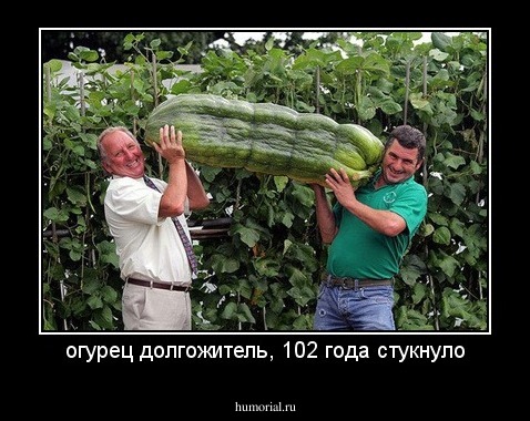 огурец долгожитель, 102 года стукнуло