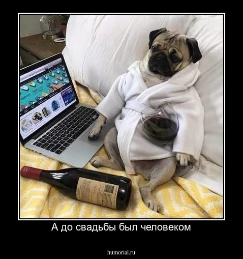 А до свадьбы был человеком