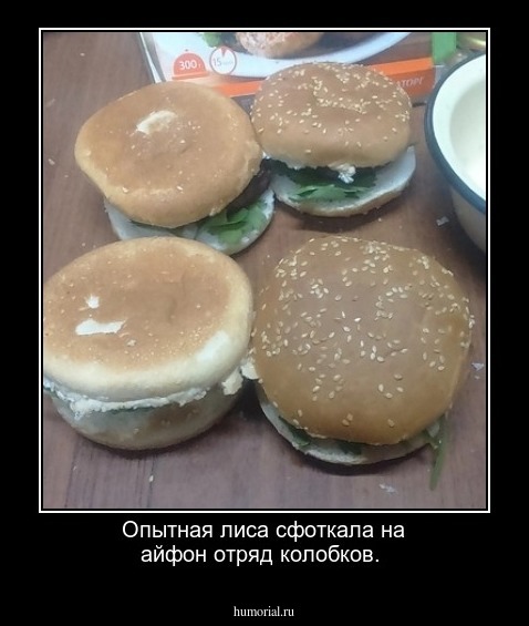 Опытная лиса сфоткала на айфон отряд колобков.