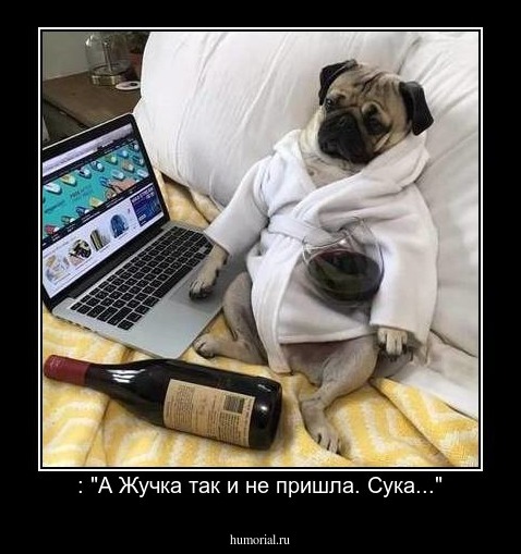 : "А Жучка так и не пришла. Сука..."